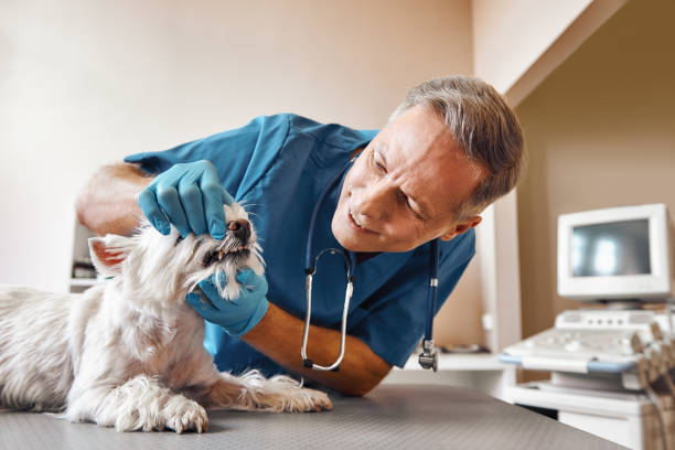 Best Chipped Tooth Repair Near Me  in Vla Grove, IL